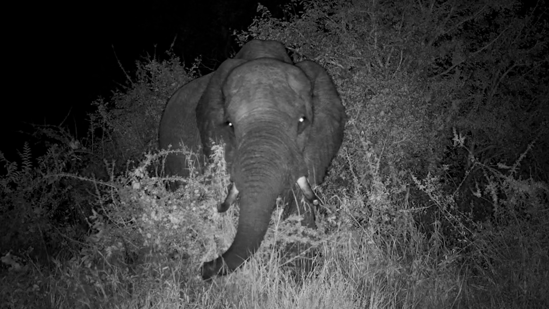 Elephant Feeding at the Water’s Edge
