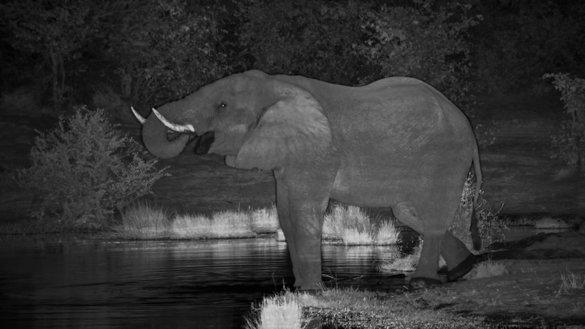 This Elephant Had Nowhere Else to Be