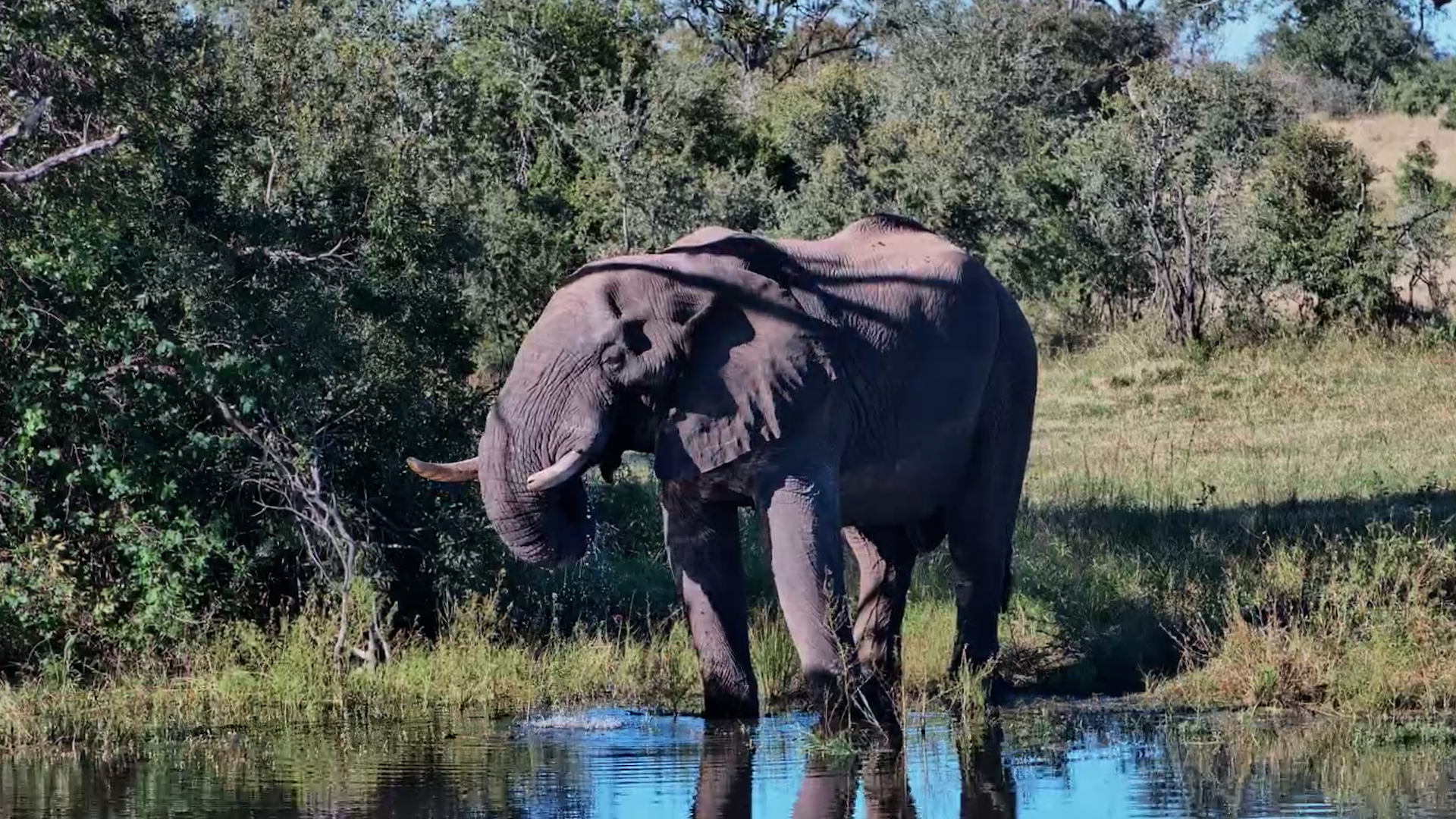 Gentle Giant at the Water