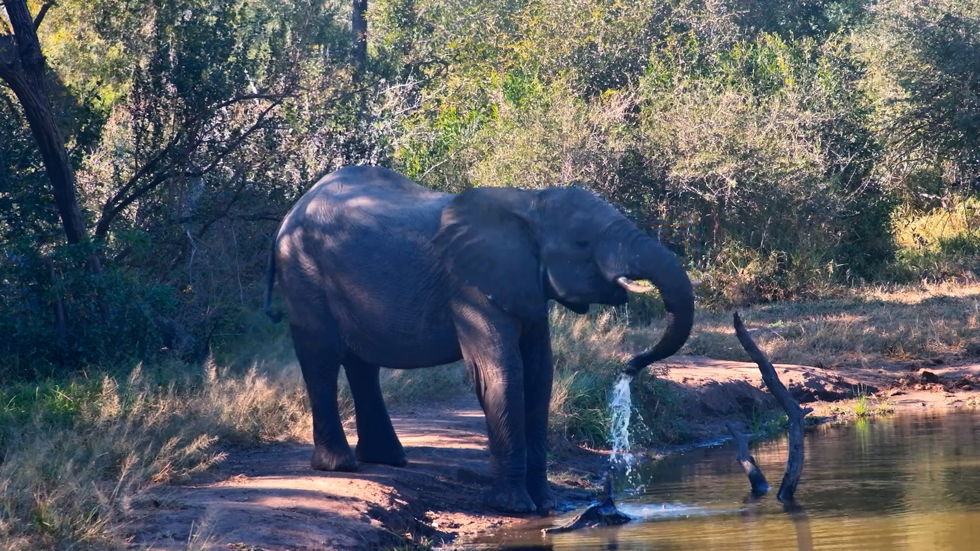 Just One Elephant and a Quiet Drink