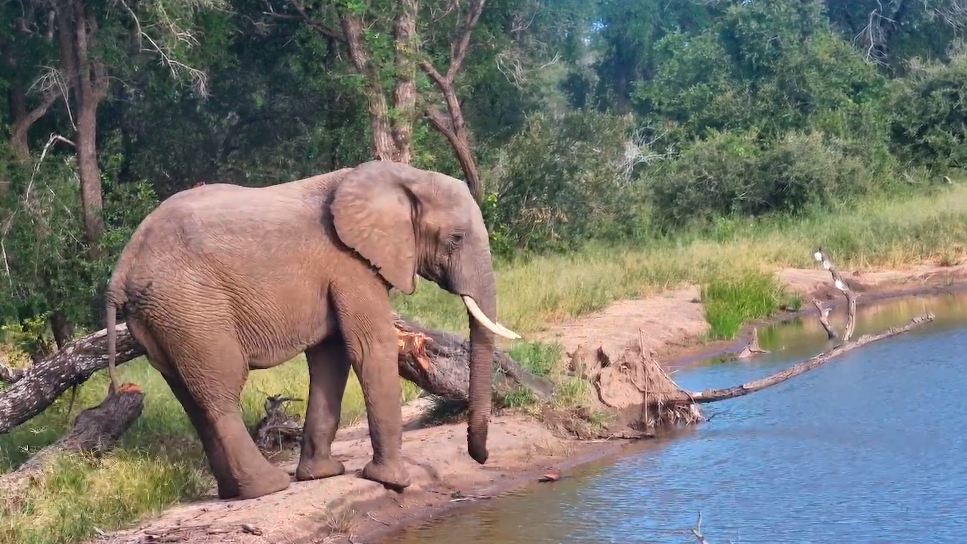 Just One Elephant, One Chill Drink