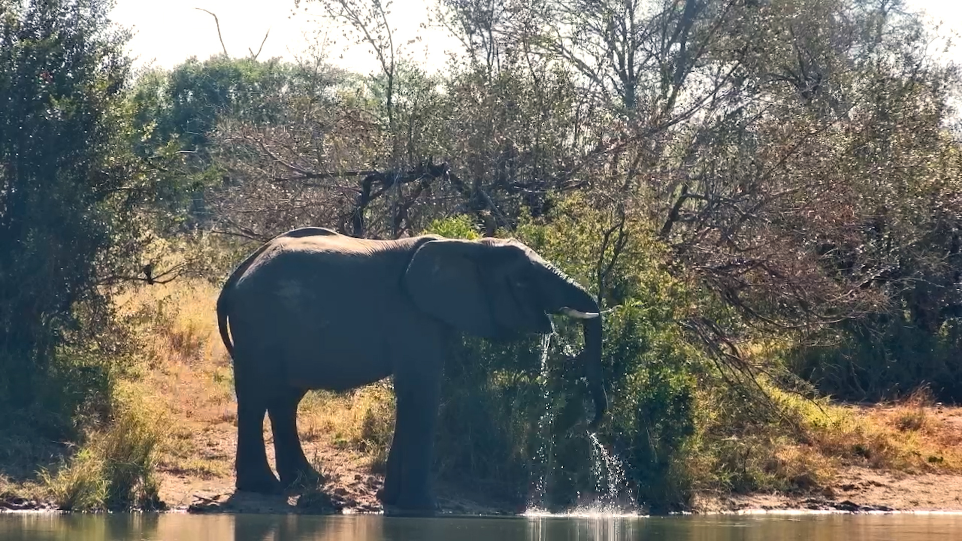 The Calm Side of Elephant Life