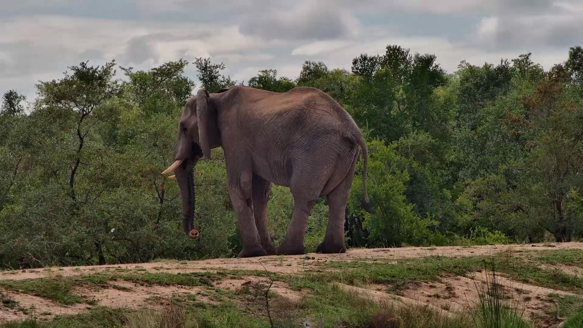 An Elephant Pauses at the Water’s Edge