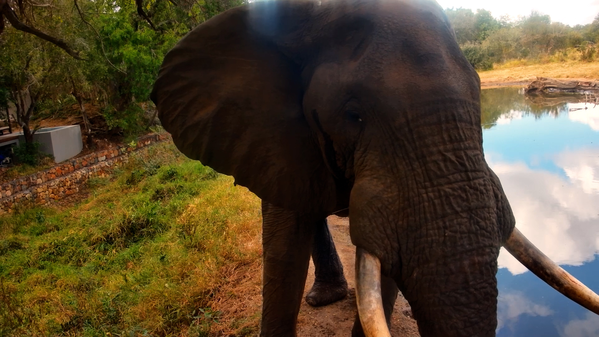 Elephant Came So Close We Could See Inside His Ear