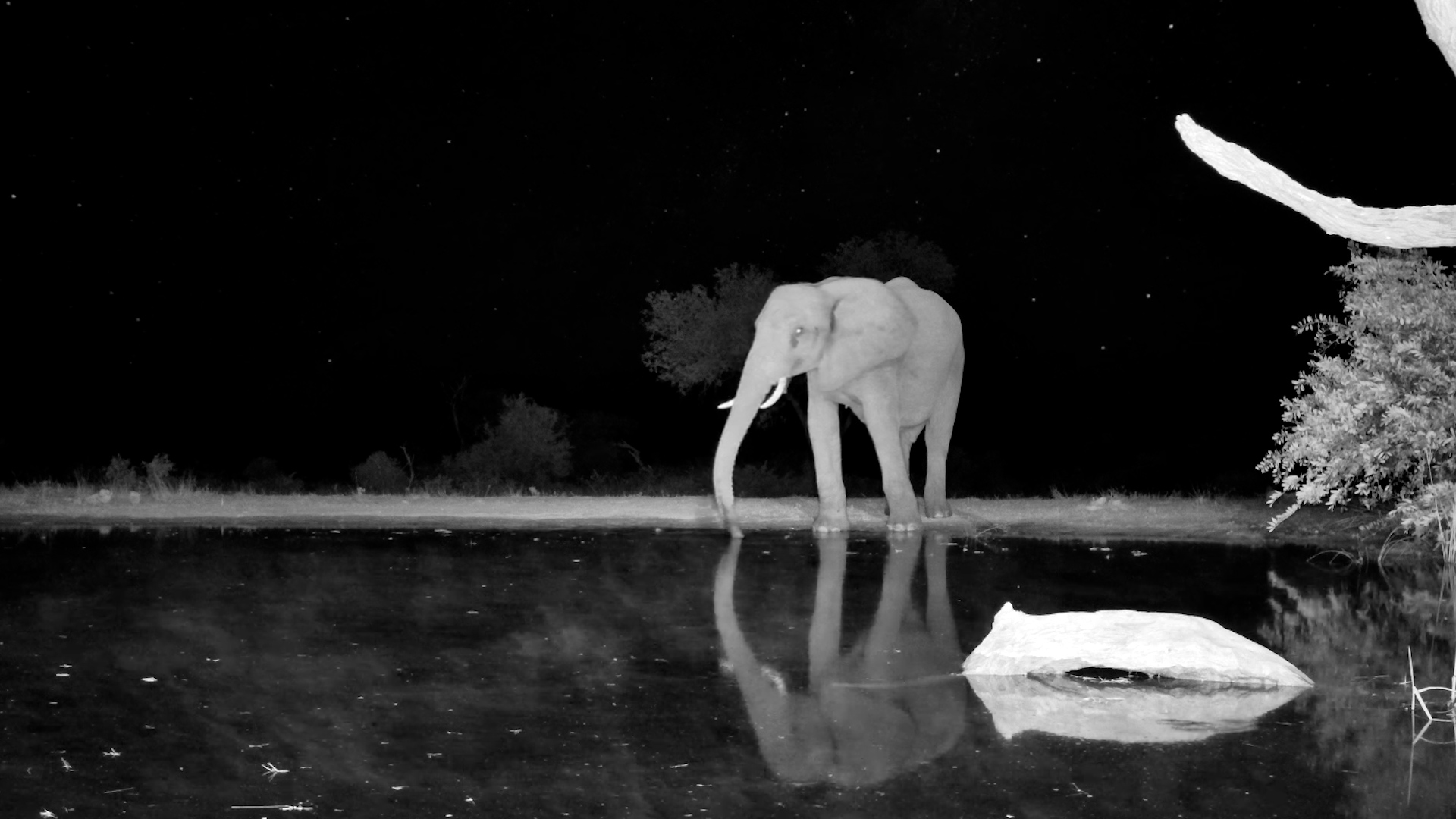Elephant Under the Stars