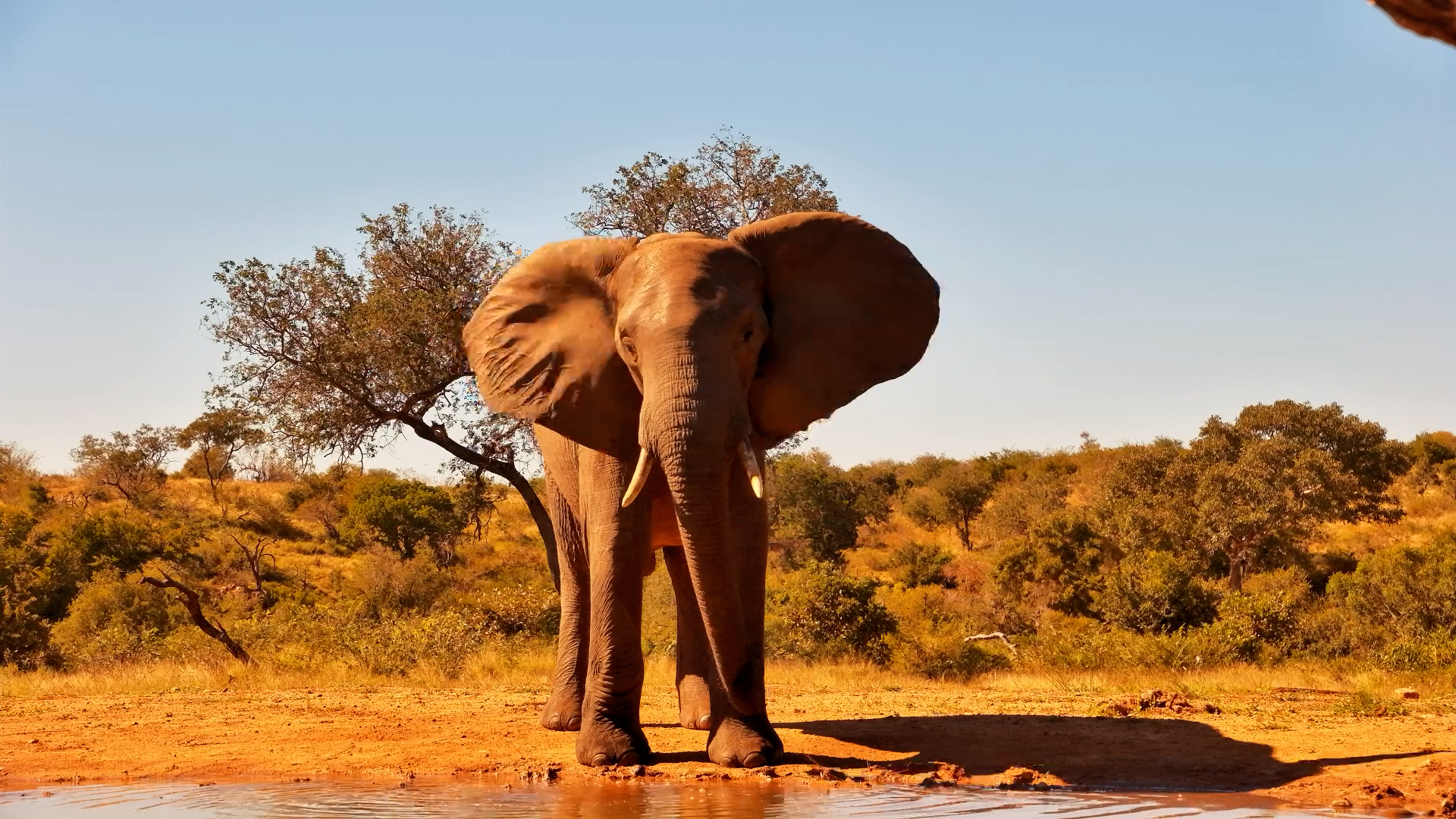 Elephant Stops for a Peaceful Daytime Drink