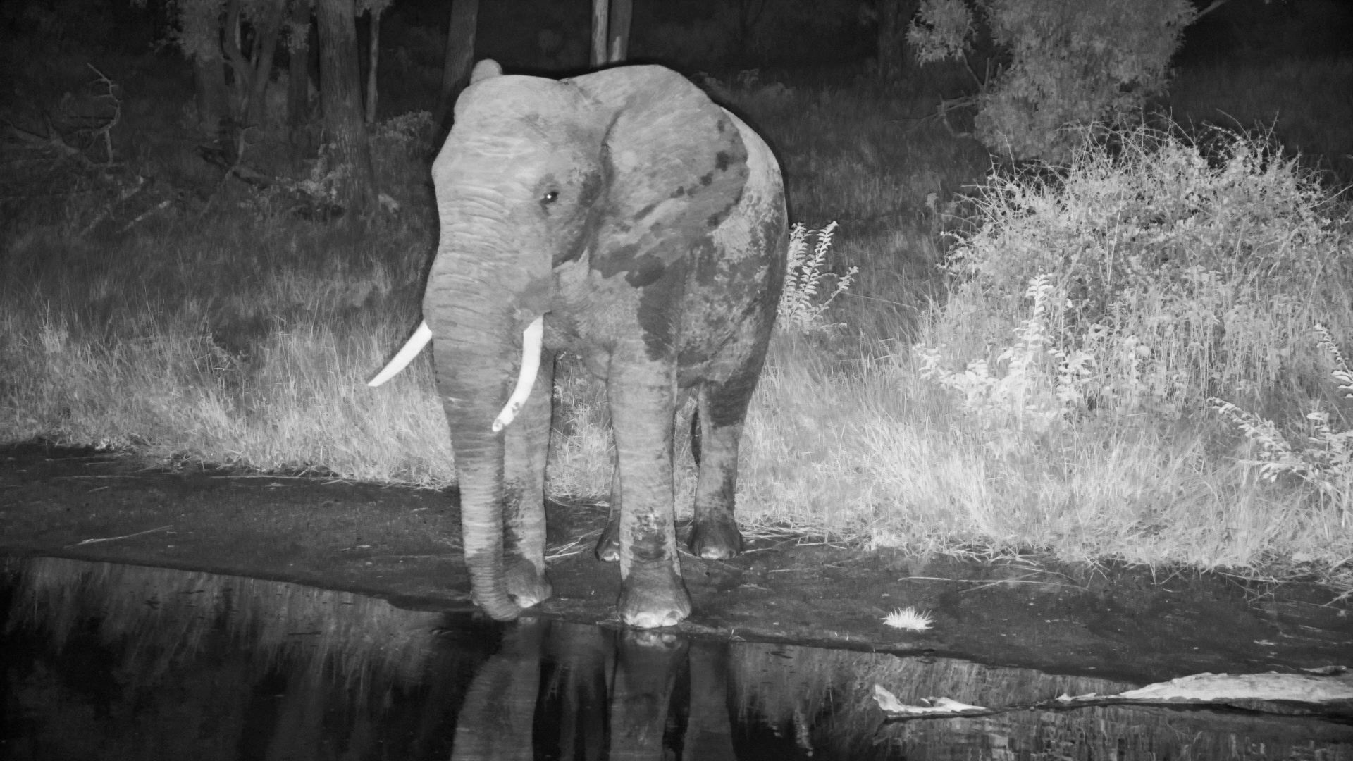 Lone Elephant Drinks in the Dark