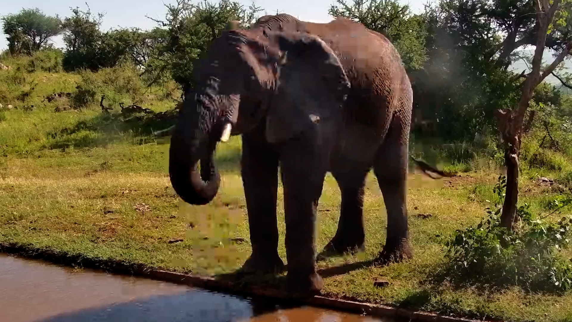 Quiet Moment in the Serengeti