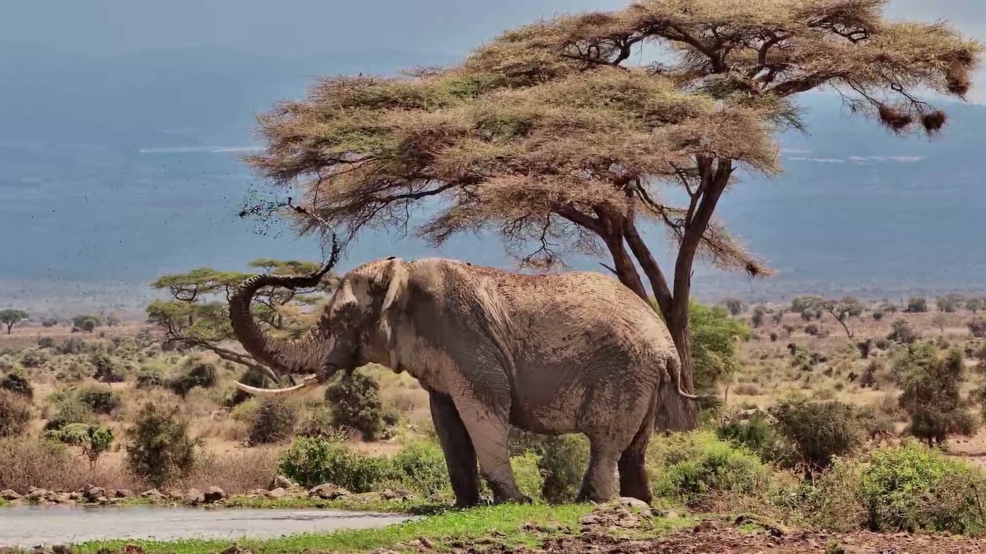 Elephant Bull Enjoys a Cool Down