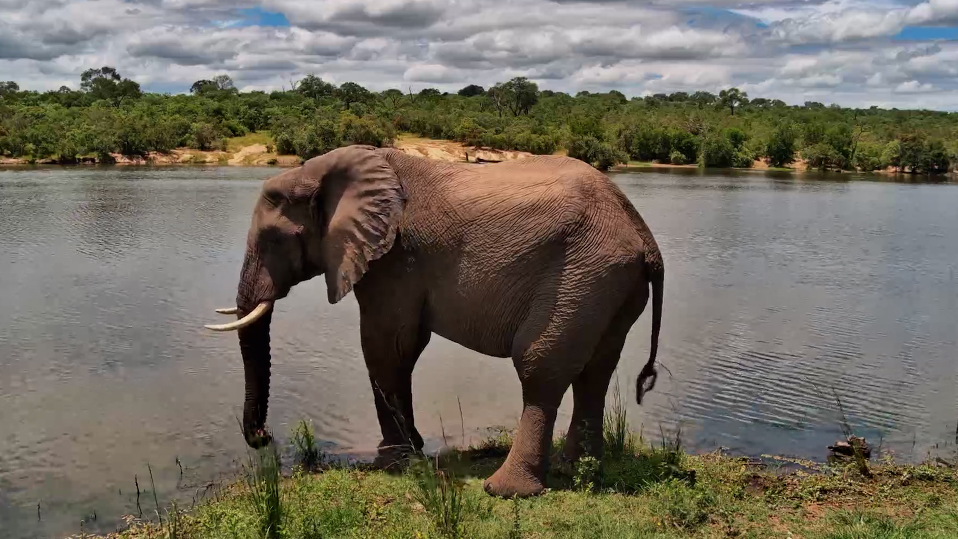 Front Row to a Giant’s Drink