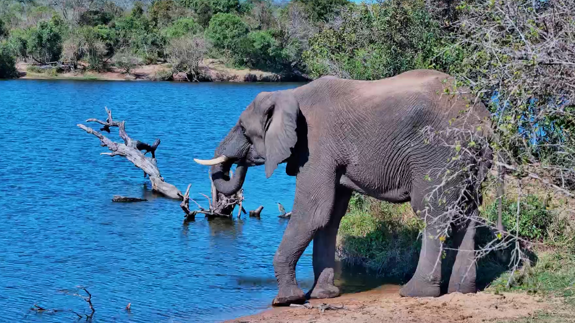 A Quiet Visit to the Waterhole