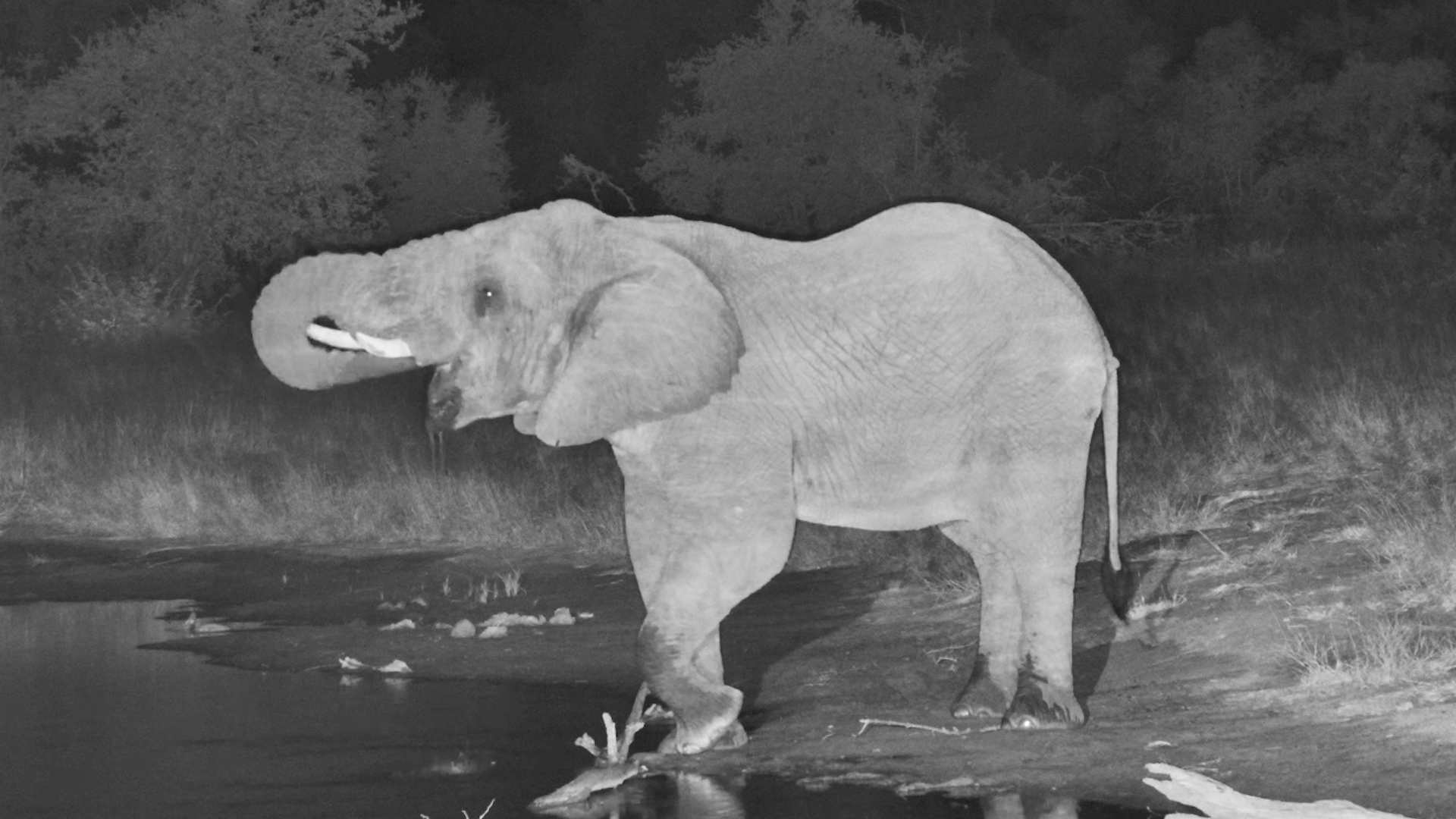 Nighttime Visitor: Lone Elephant at Serondella