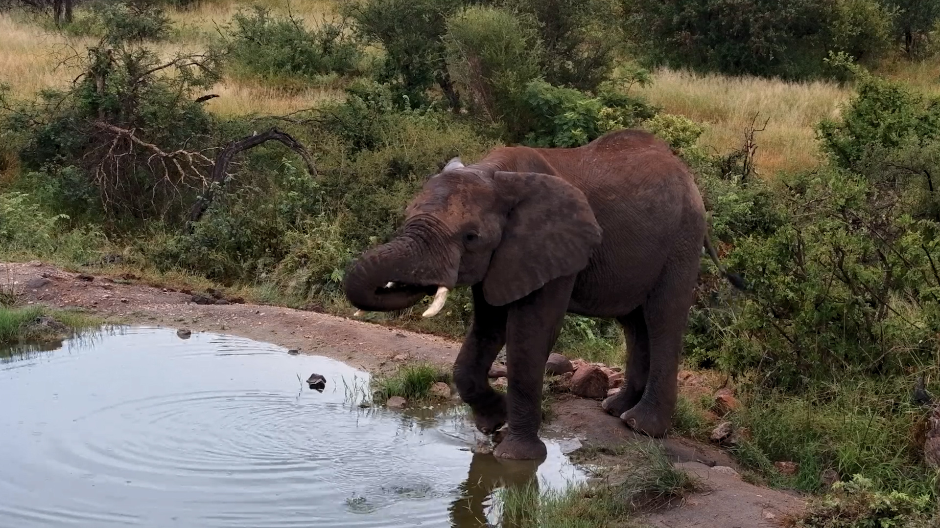 A Lone Elephant Stops for a Sip