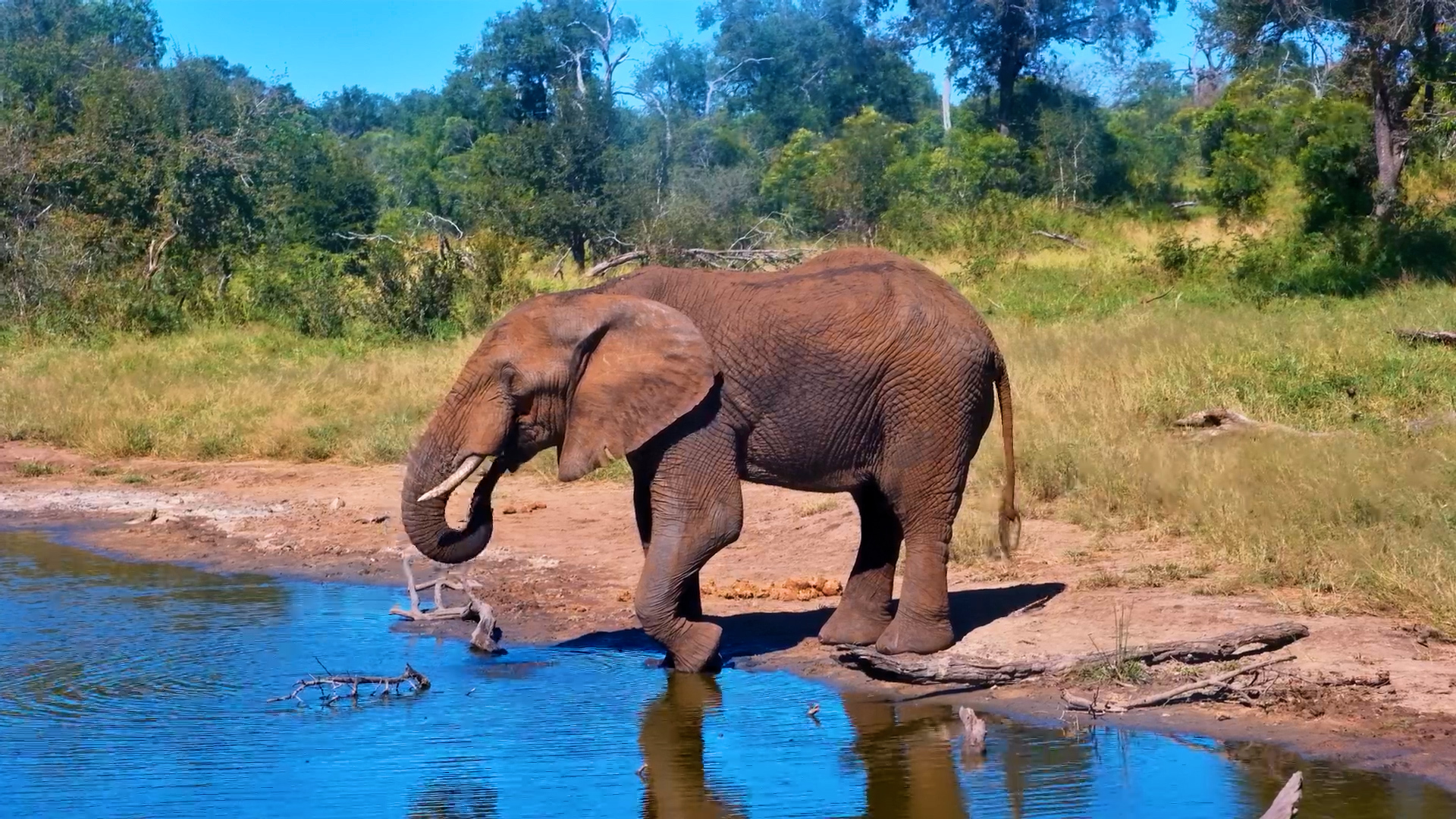 Elephant Stopping for a Drink