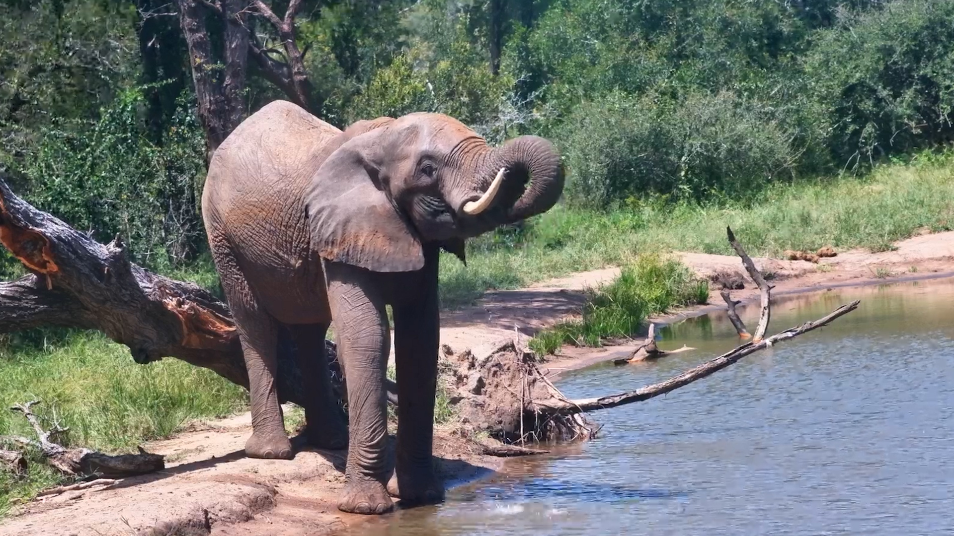 Serondella Stopover: Elephant Takes a Calm Sip