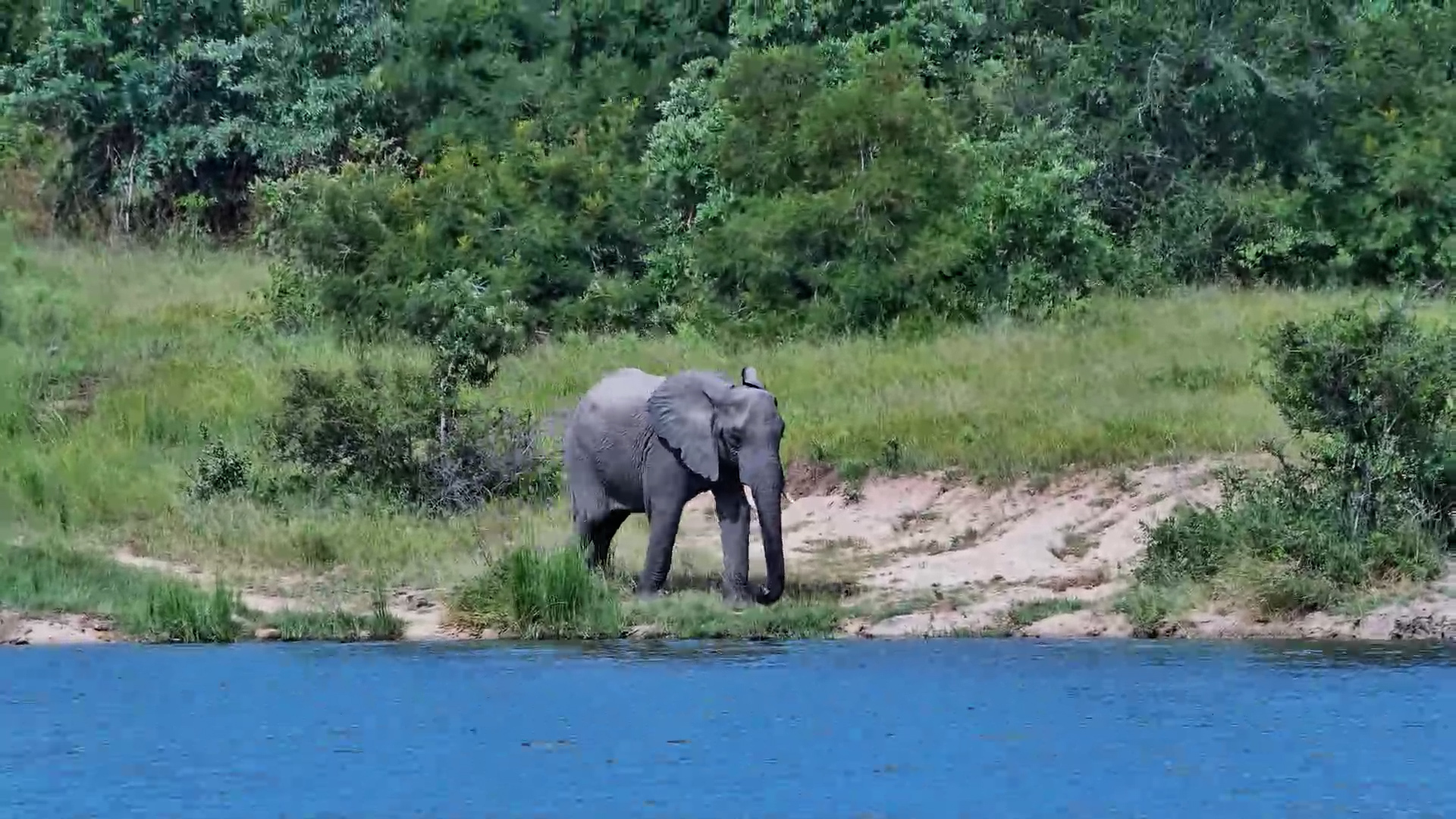 A Still Moment in the Wild