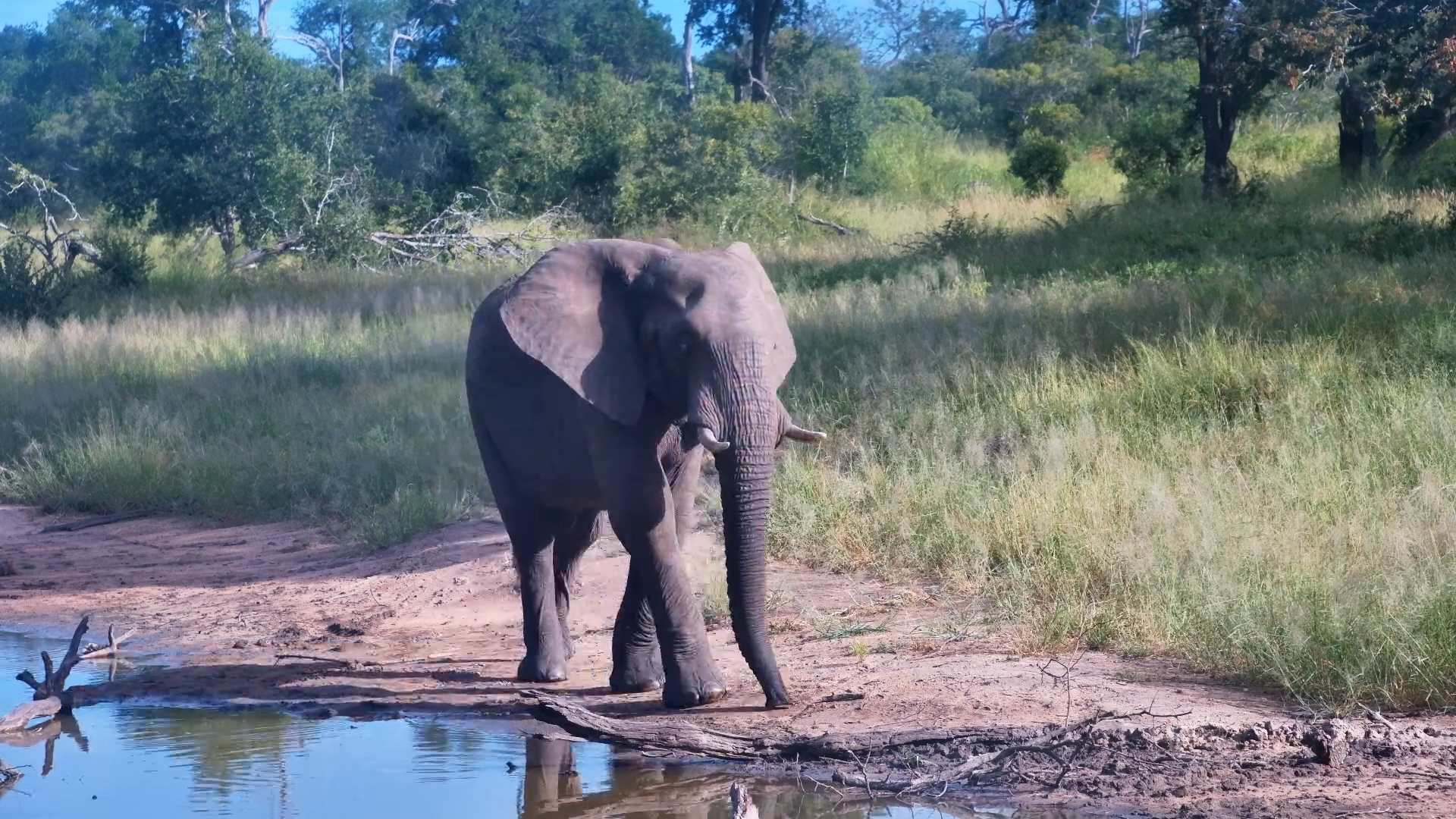 Midday Munchies: Elephant Edition