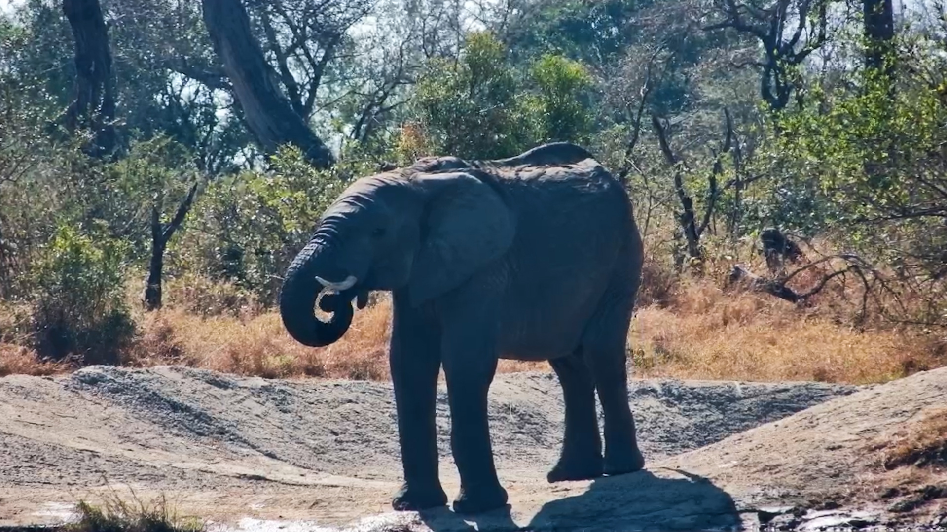 One Elephant. One Peaceful Afternoon.