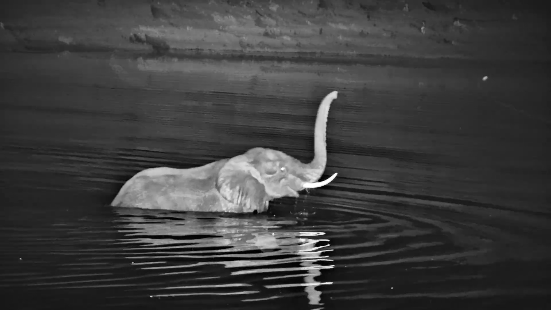 Elephant Hits the Water
