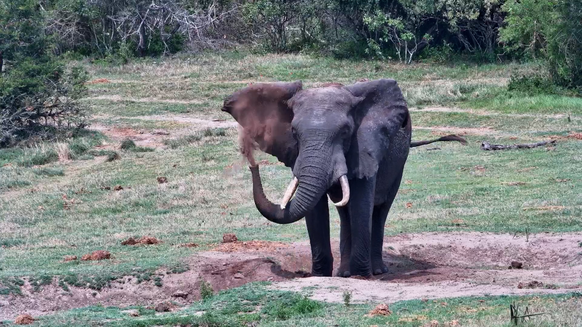 Dusty Delight | Elephant Plays and Coats Itself at Tembe