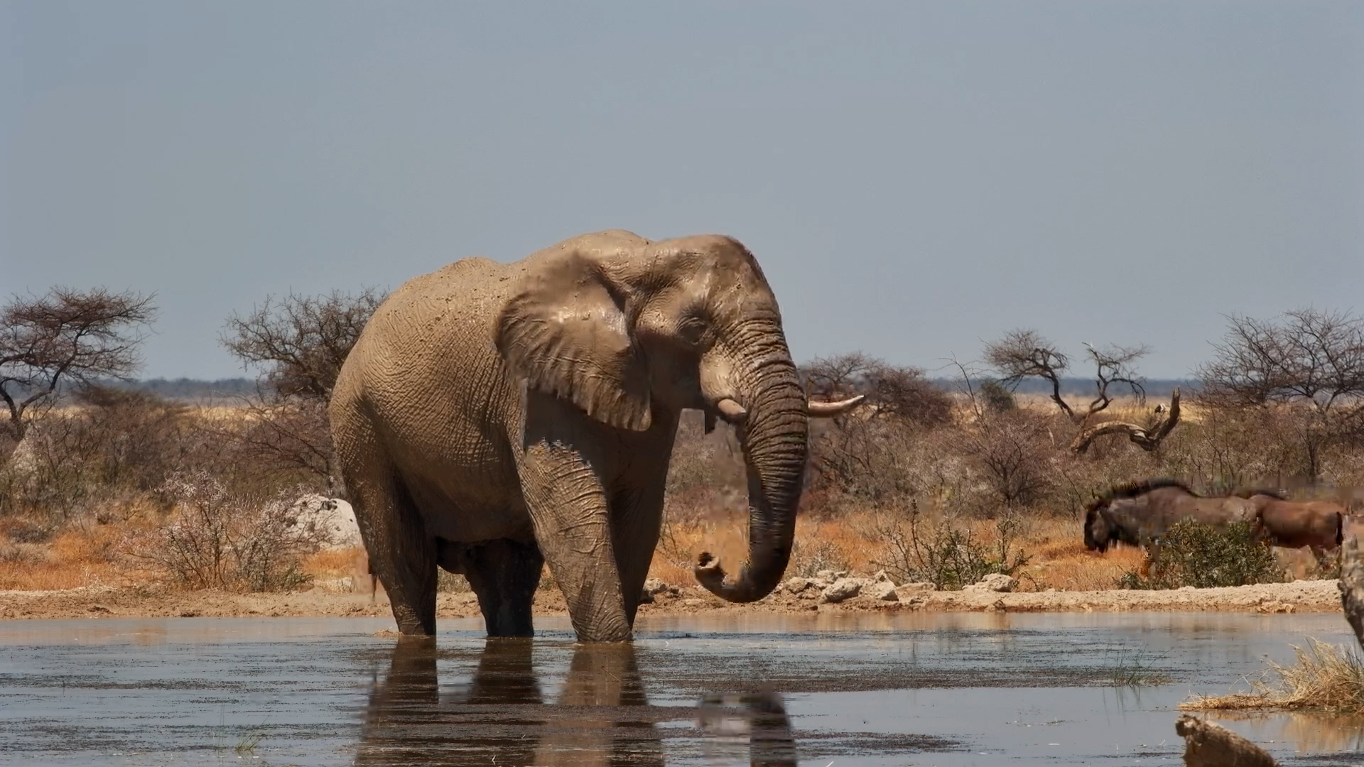 Messy & Majestic: Elephant Enjoys Bath at Onguma