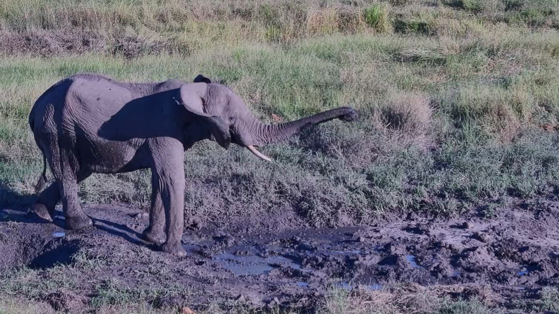 Elephant Takes a Chill Break