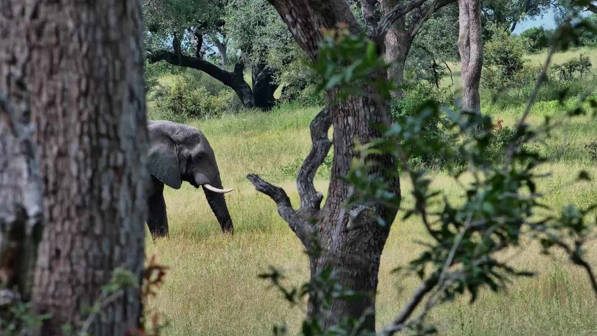 Lone Elephant Wanders the Bush