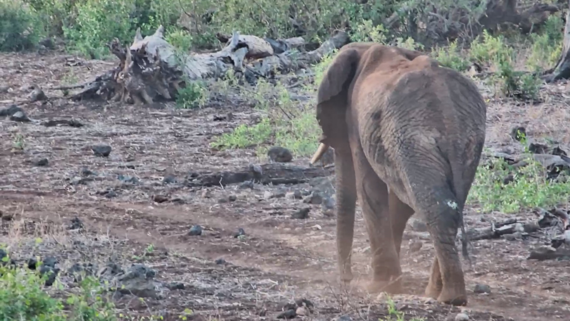 Injured Elephant Spotted at Finch Hattons