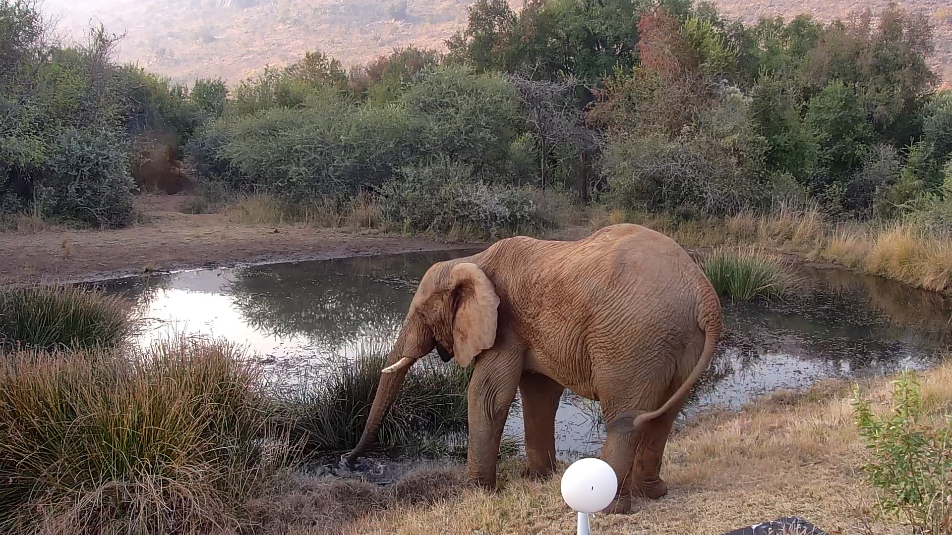 Lunch With a Gentle Giant