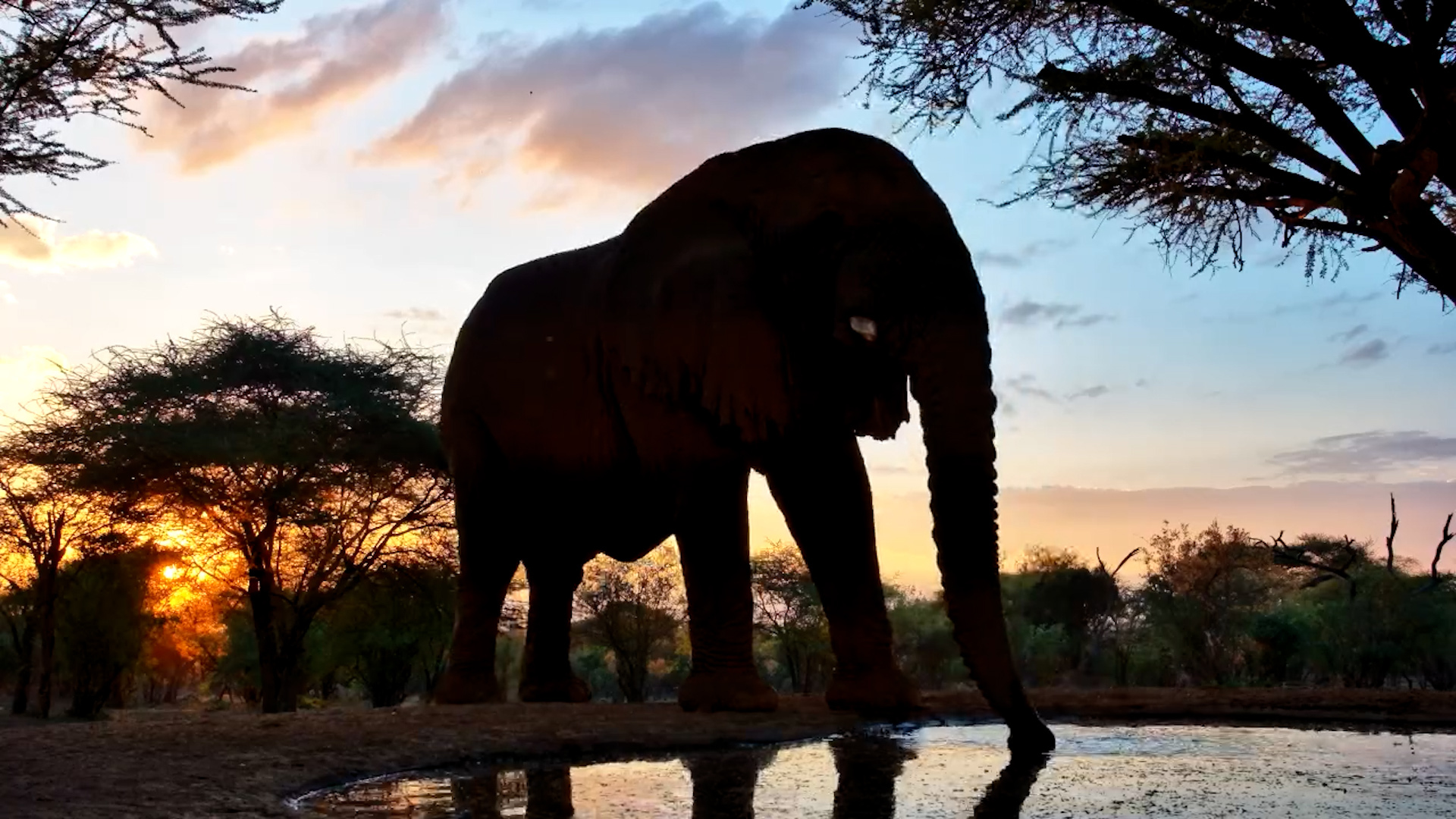 Silhouetted Giant: Bull Elephant Drinks at Sunrise
