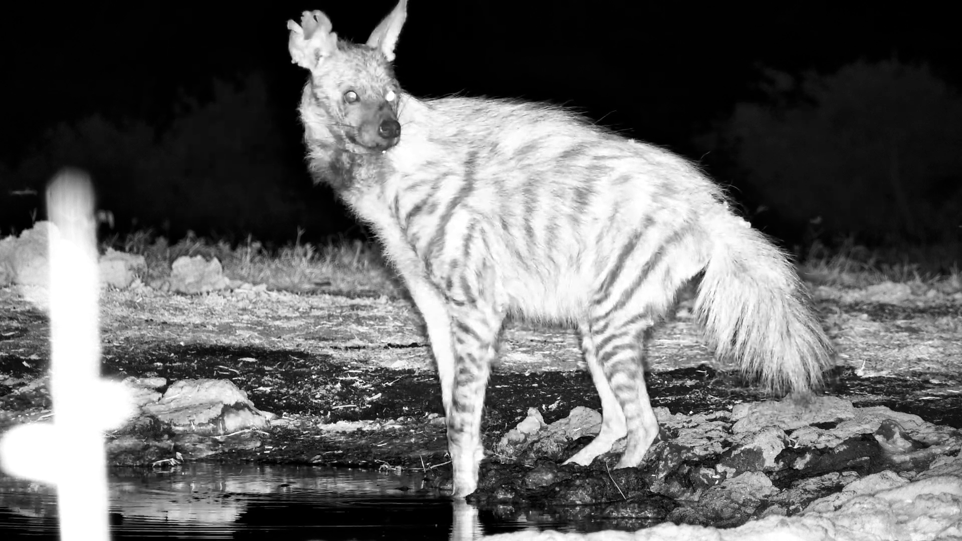 Survivor of the Bush: Striped Hyena at ol Donyo