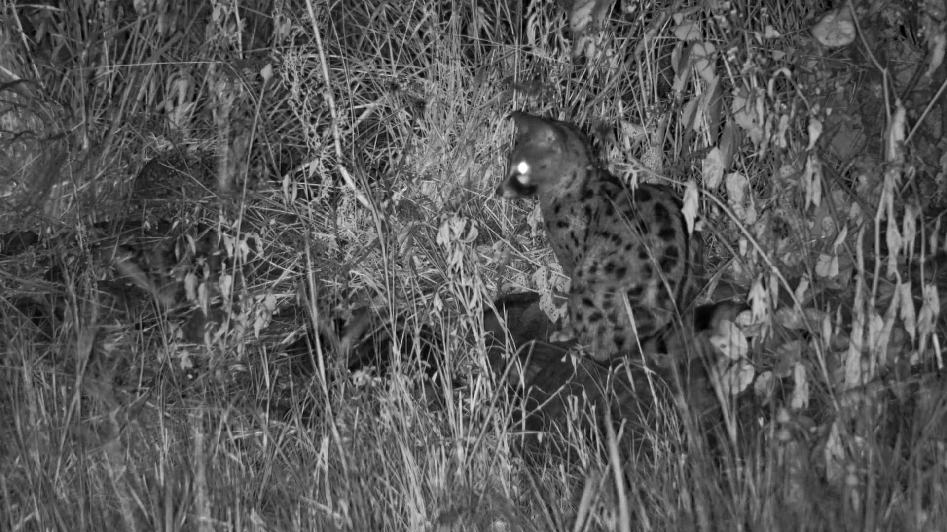 A Silent Visitor by the Waterhole