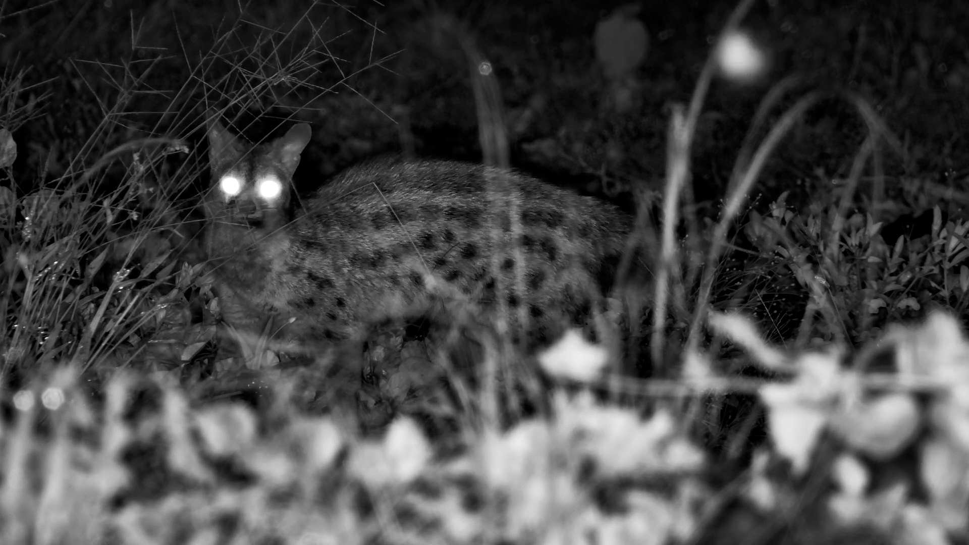 Genet in the Dark