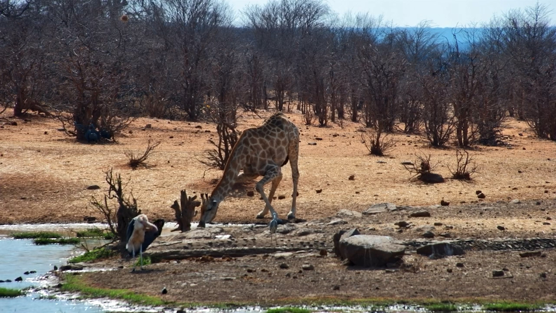 Giraffe Enjoys a Refreshing Drink at Vic Falls Safari Lodge