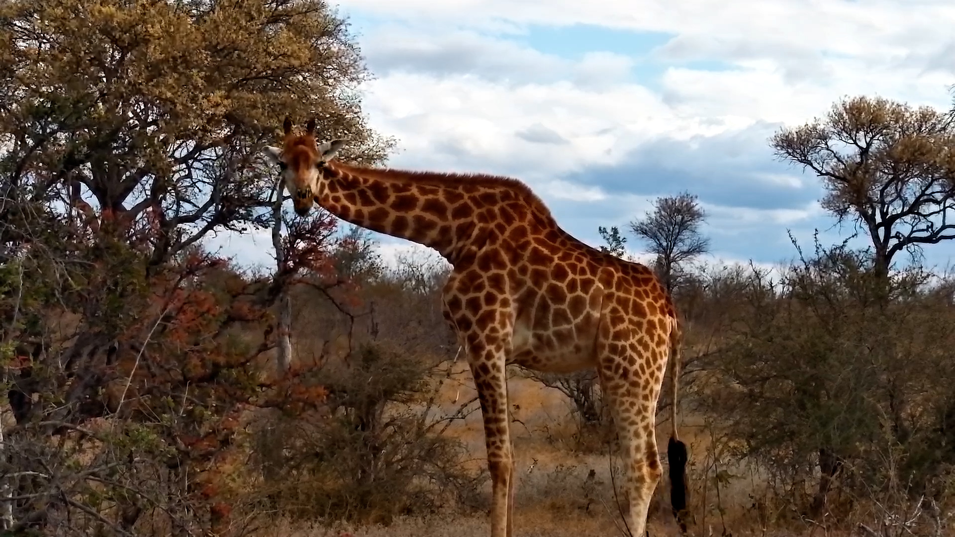 Giraffe Braves the Wind for a Bite to Eat!