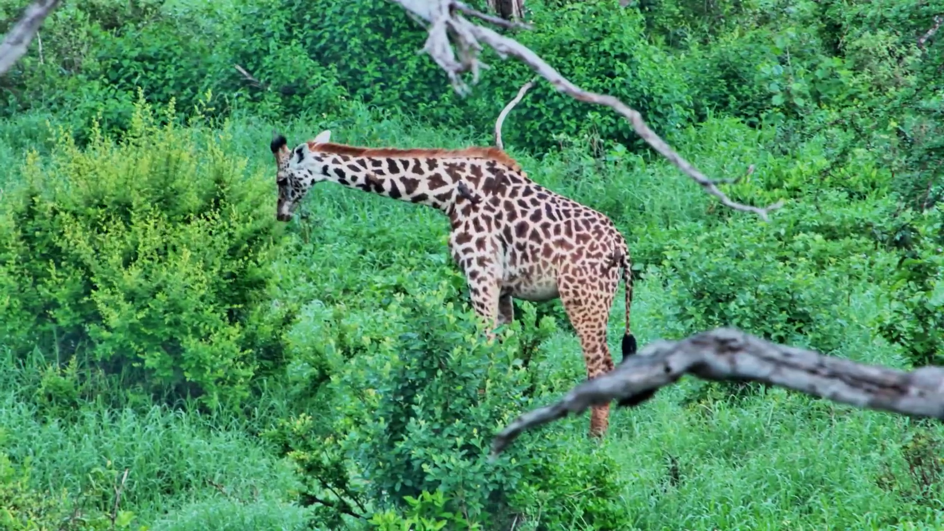 This Giraffe Has the Trees to Itself