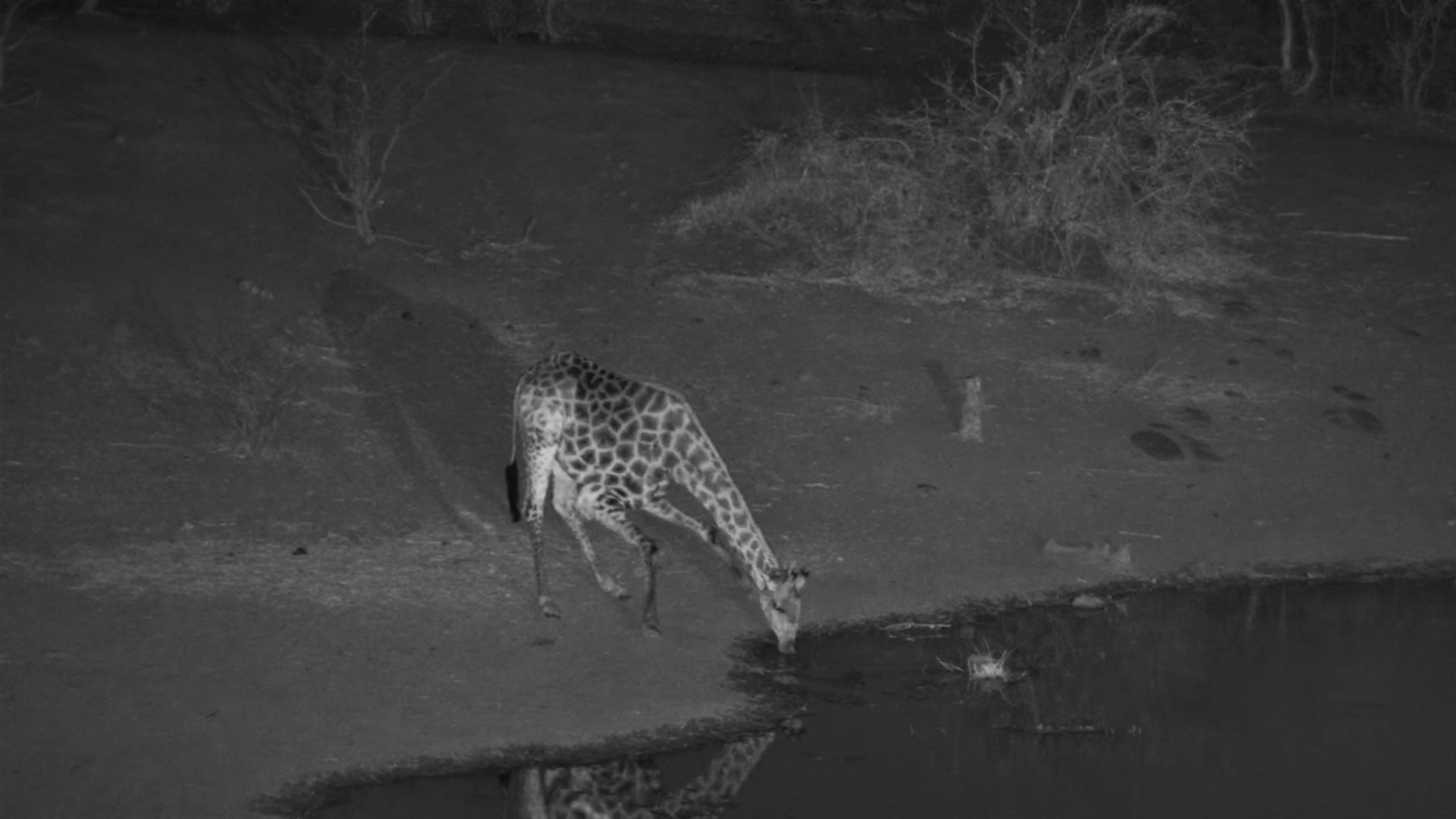 Giraffe Moves Through the Night at Vic Falls