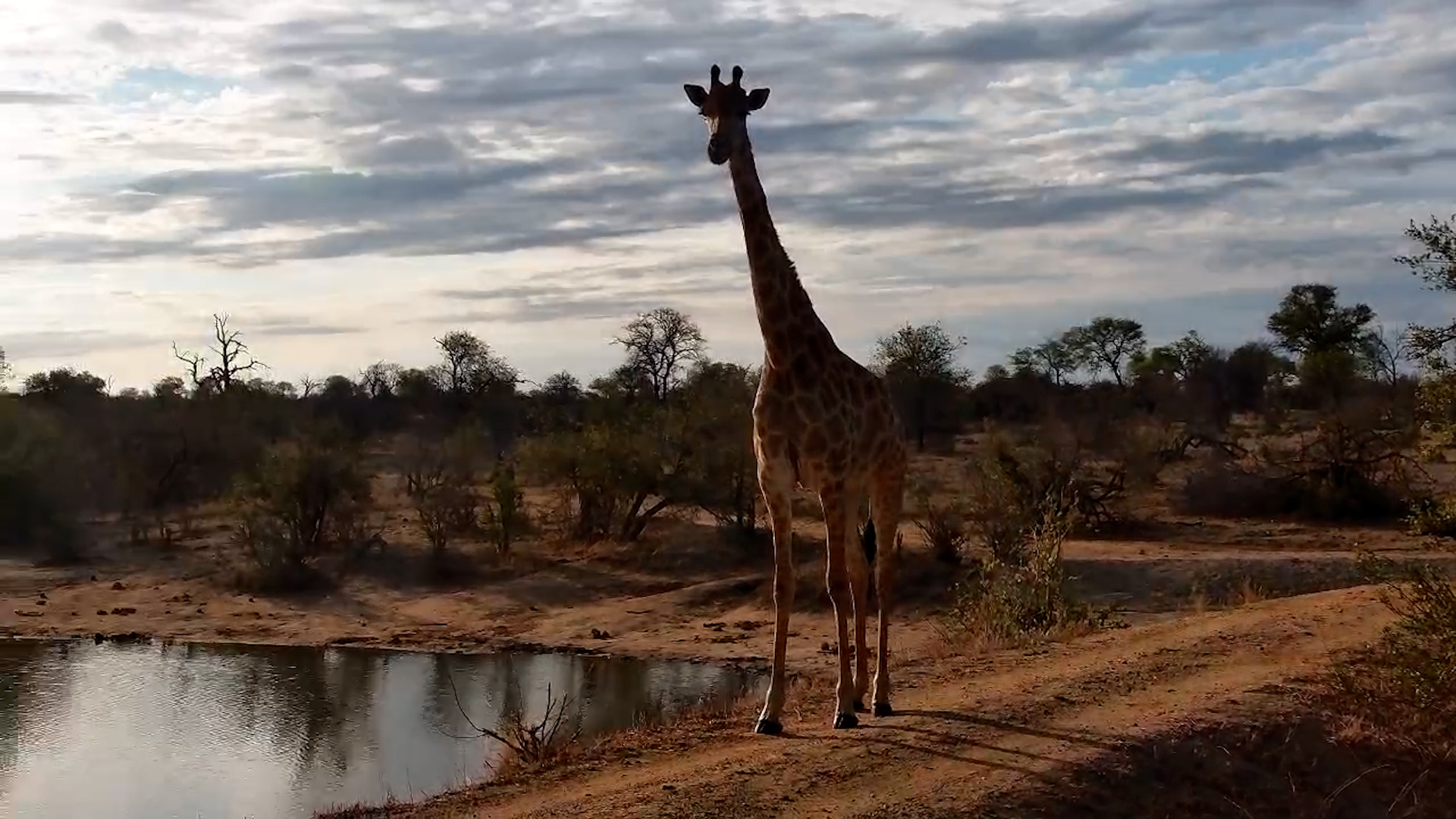 Giraffe Enjoys a Drink at Simbavati Waterside