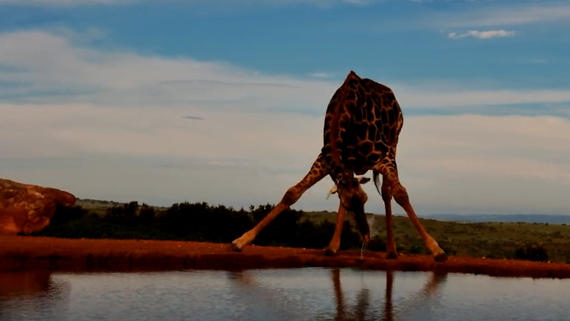 Giraffe Goes About Its Day