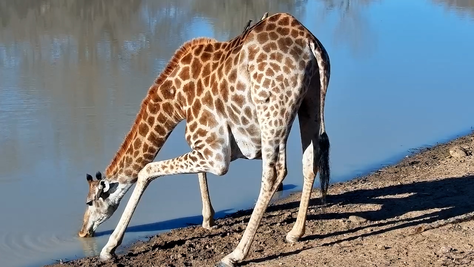Lone Giraffe Enjoys a Morning Drink