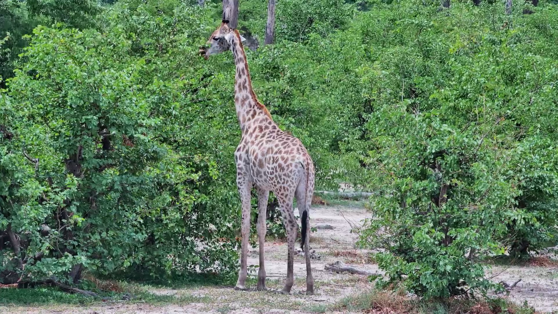 Lone Giraffe Enjoys a Peaceful Snack in the Bush