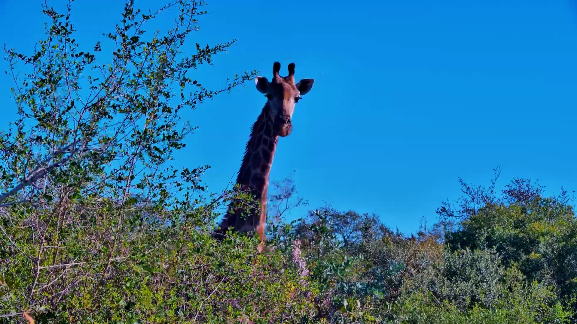 Lone Giraffe Feeding & Drinking