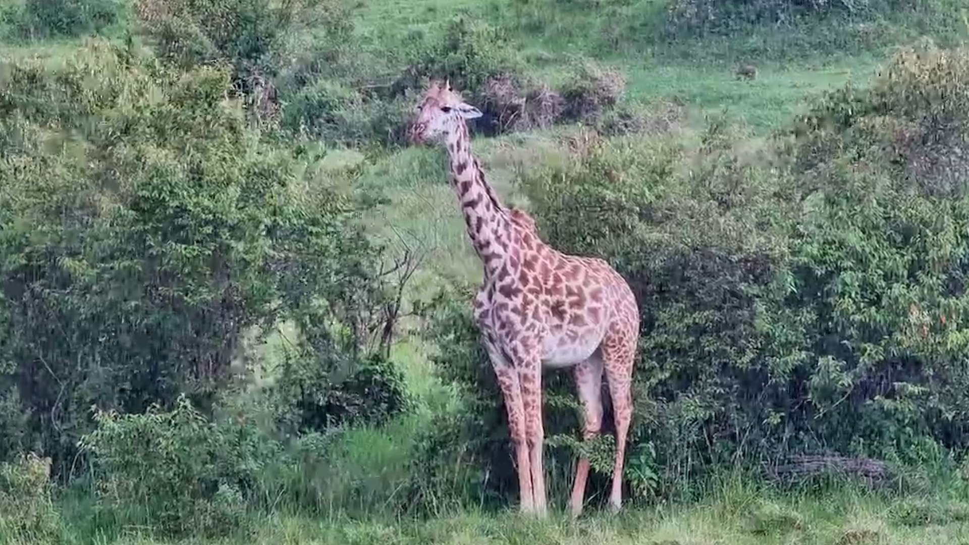 Giraffe Braces the Downpour