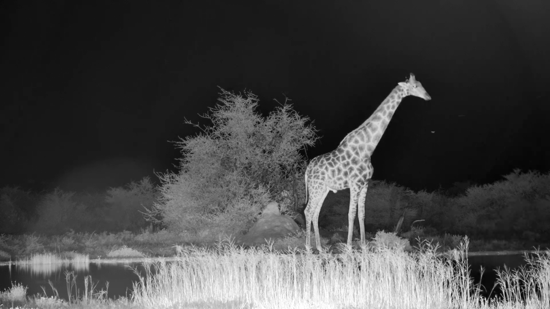 Lone Giraffe Stops for a Quiet Night Drink