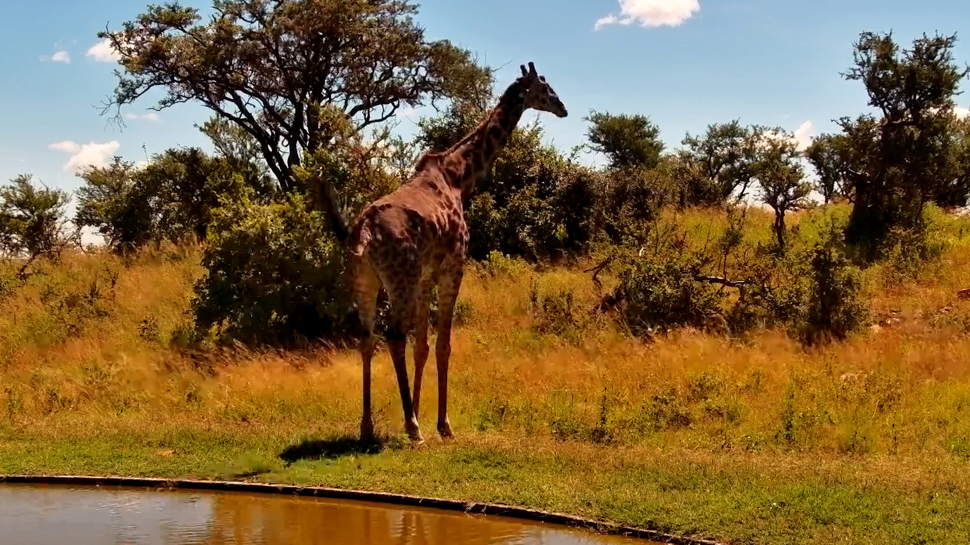 Giraffe Drinks in the Serengeti