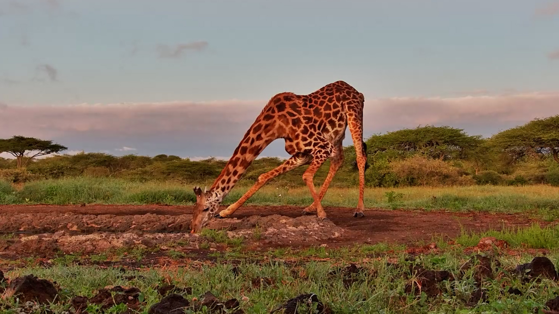 Giraffe Enjoys a Quiet Drink at ol Donyo