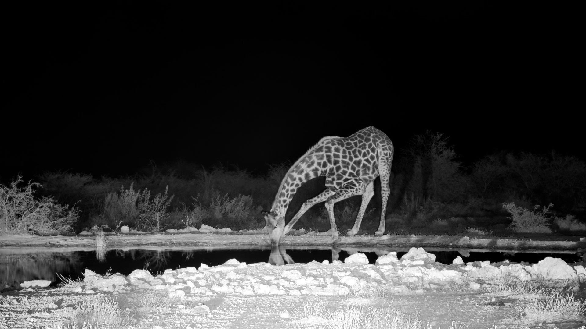 Giraffe Drinks in the Dark at Onguma Waterhole