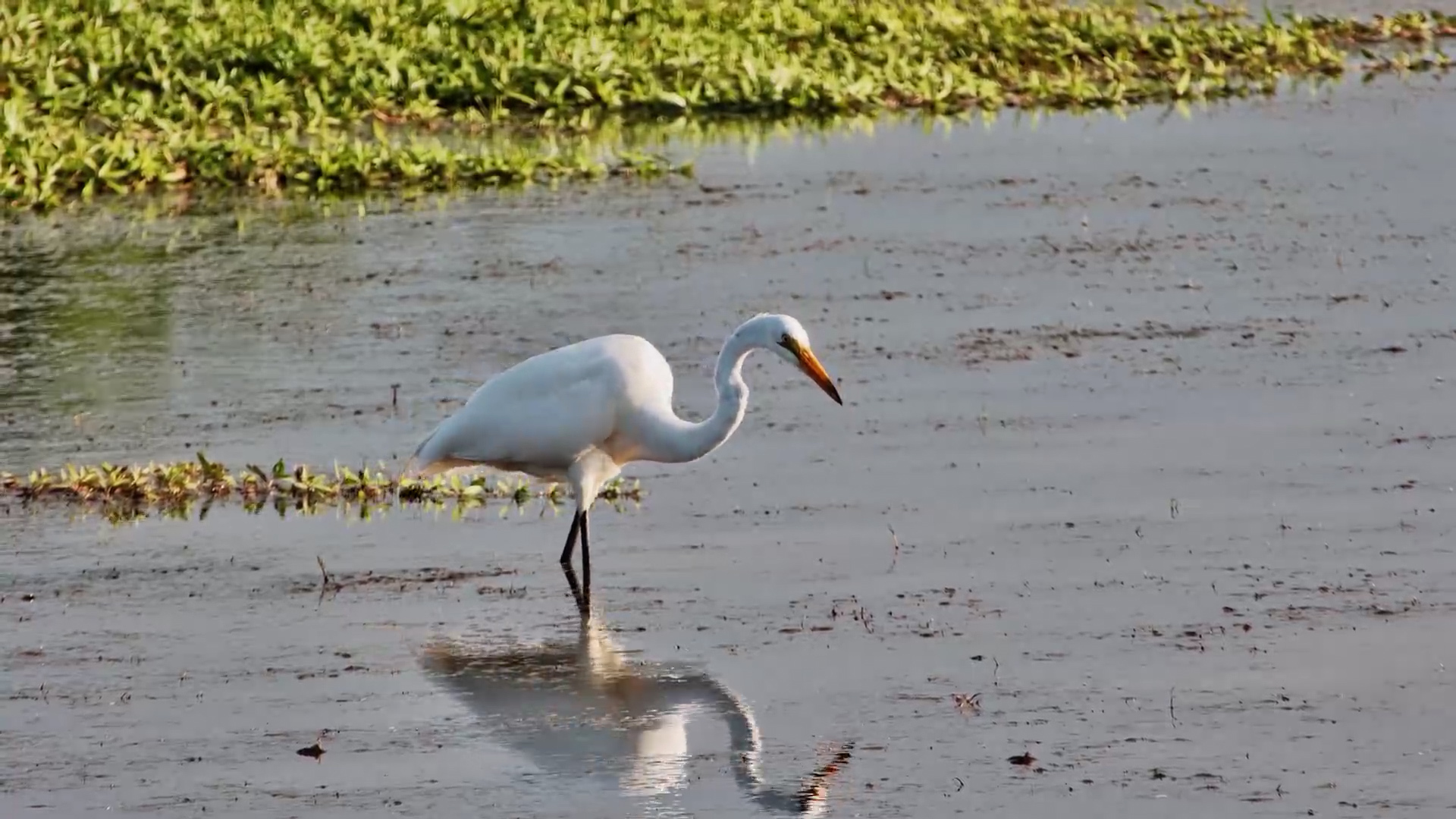 Great Egret Stalks the Waterhole