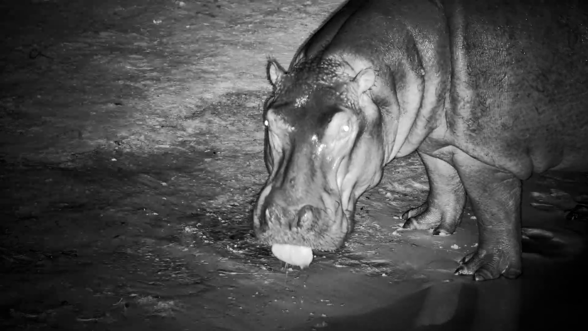 Hippo Explores with Its Tongue