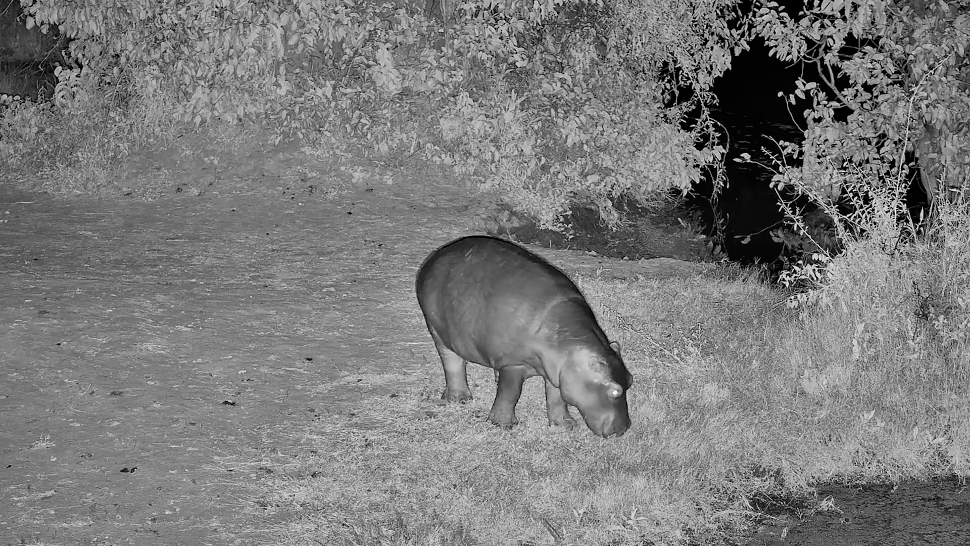 Hippo’s Quick Night Time Mission